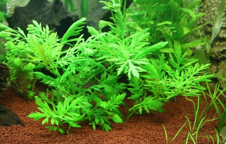 十种常见的水生植物水生植物大全