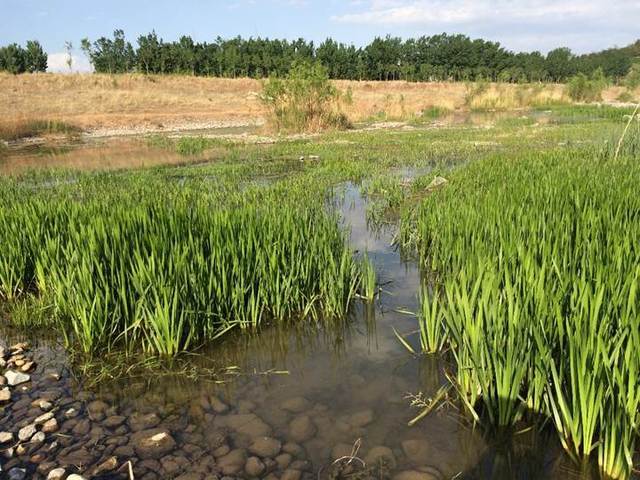 水生植物在恢复河道生态系统中的作用